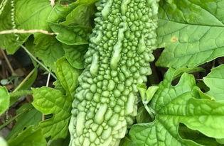 吉原彼岸花手游下载 