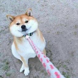 黑料吃瓜网apk普通安装 