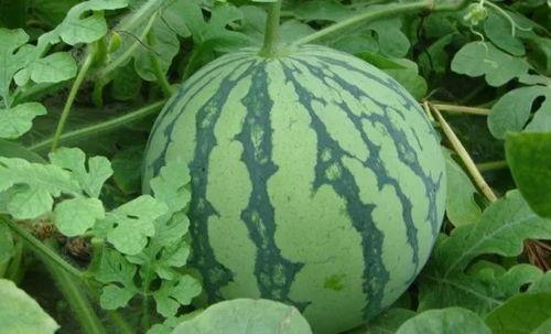 黑料吃瓜网apk普通安装 