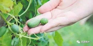 黑料吃瓜网apk普通安装 