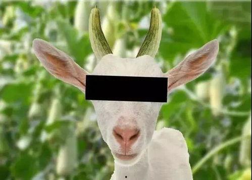 黑料吃瓜网apk普通安装 